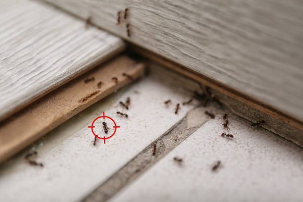 Best Wildlife Control Services  in Central Islip, NY