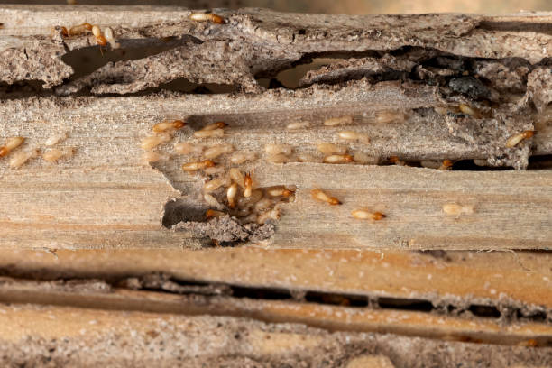 Best Exterminator Services  in Central Islip, NY