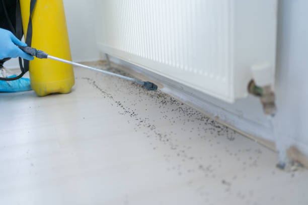 Trusted Central Islip, NY Pest Control Experts