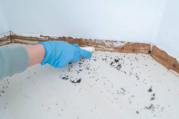 Best Bed Bug Extermination  in Central Islip, NY